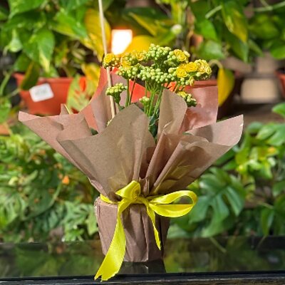 Mini Kalanchoe — Floricultura Anny, Itanhaém