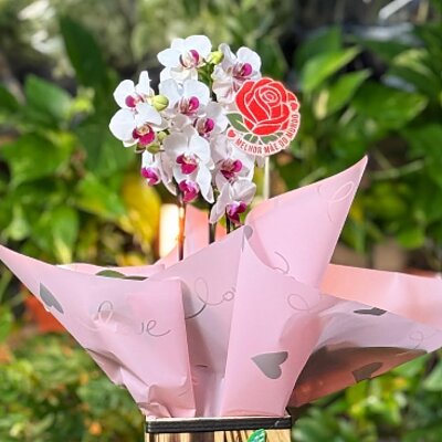 Mini Orquídea — Floricultura Anny, Itanhaém