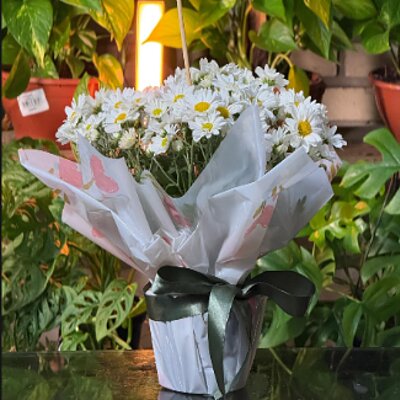 Mini Margarida — Floricultura Anny, Itanhaém