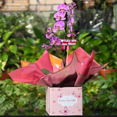 Orquídea em vaso da Floricultura Anny