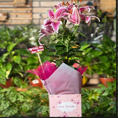 Lírios — Floricultura Anny, Itanhaém